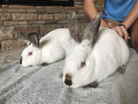 You can expect to pay around 50, which is the average Netherland dwarf rabbit price and youll want to make sure you get a well-raised rabbit to avoid ending up with one thats potentially aggressive. . Live rabbits for sale
